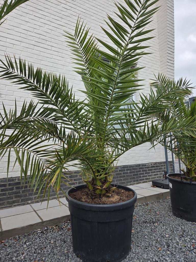 Dadelpalm - Phoenix Canariensis, Tuin en Terras, Planten | Tuinplanten, Ophalen