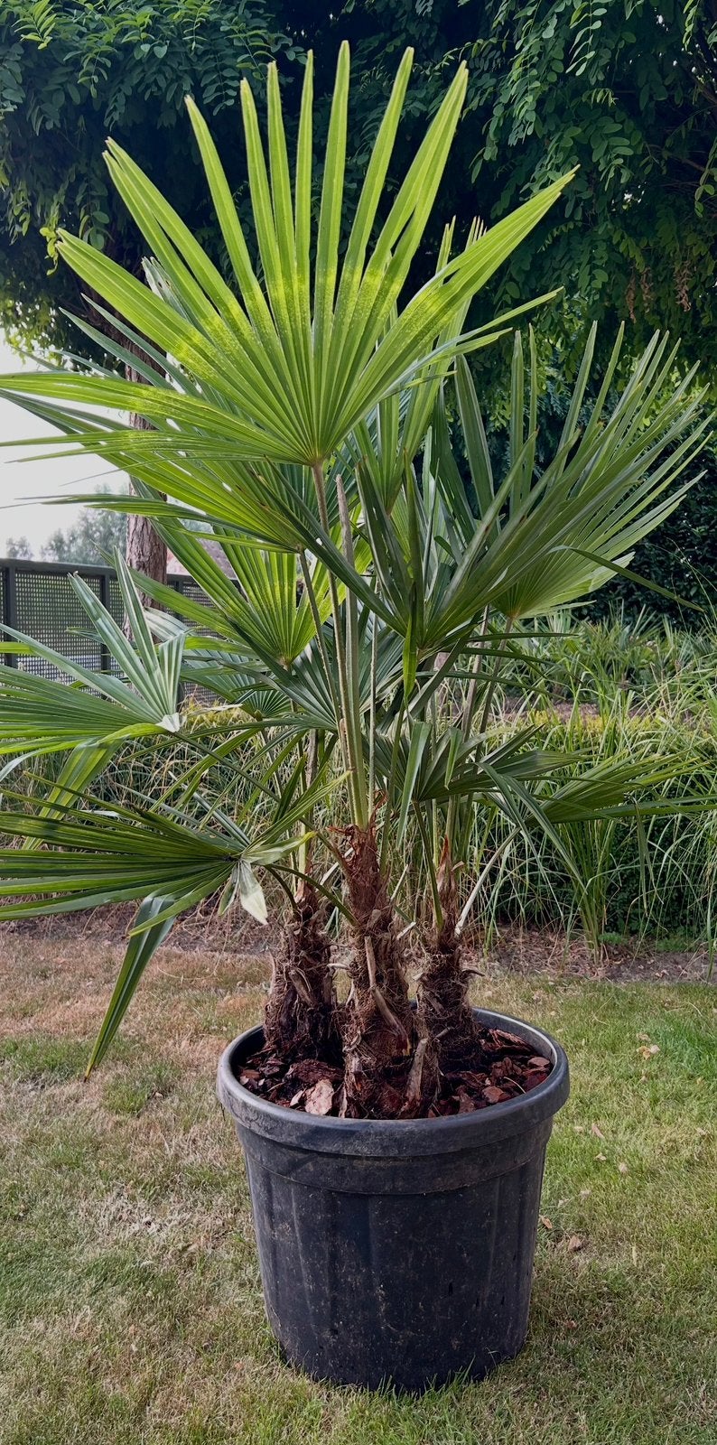 Les palmiers en pot sont robustes, Jardin & Terrasse, Plantes | Arbres, Enlèvement, En pot