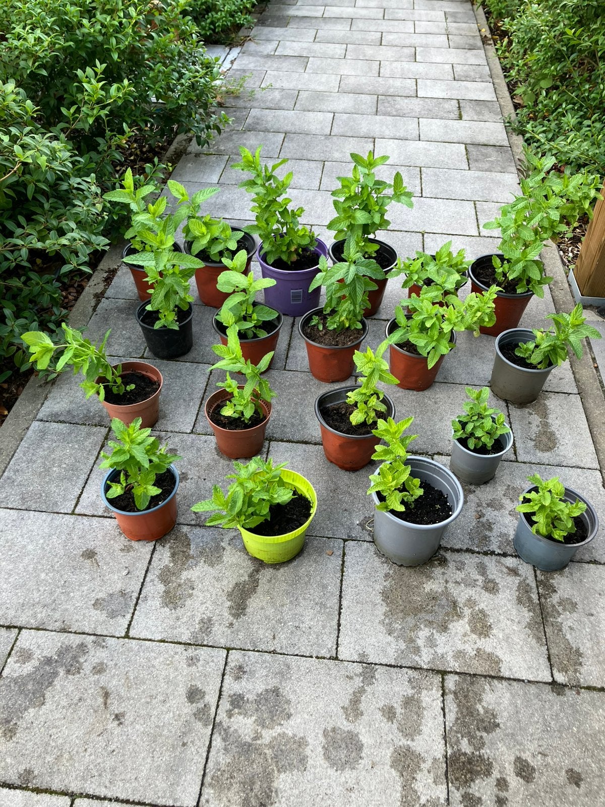 Muntplantjes, Ophalen