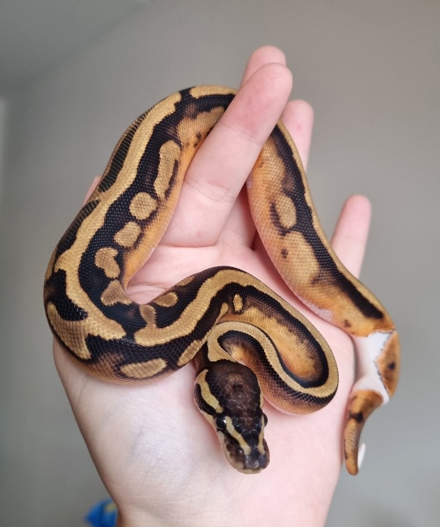 0.1 piebald (blackhead?) Het lavender albino Ball Python - female for sale from Mex