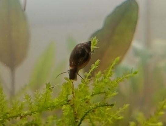 Escargot d'aquarium (physe), Animaux & Accessoires, Enlèvement