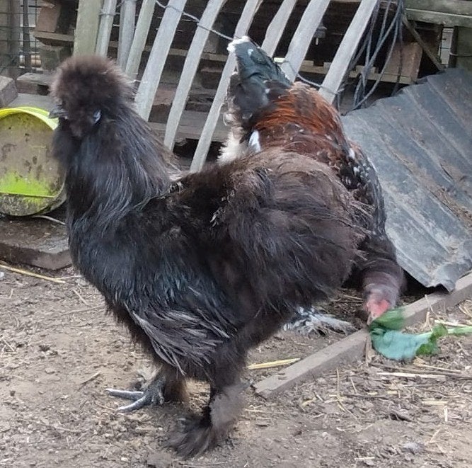 2 Zwarte zijdehoenders hanen, Dieren en Toebehoren, Mannelijk, Kip