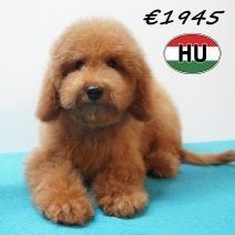 chiots Caniches Abricot et Rouge à vendre, 15 semaines à 1 an, Caniche, Hépatite contagieuse (maladie de Rubarth), Plusieurs animaux