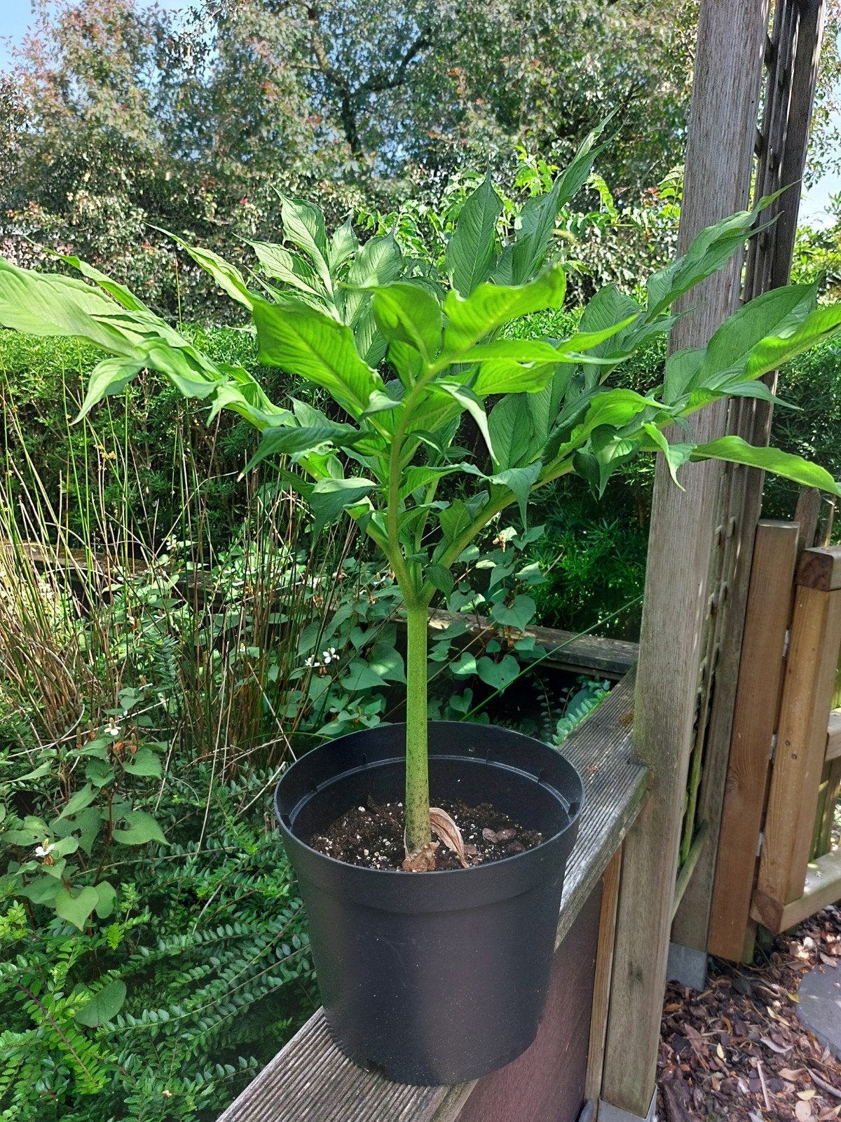 Verschillende amorphophallus soorten, Tuin en Terras, Bloembollen en Zaden, Ophalen, Knol
