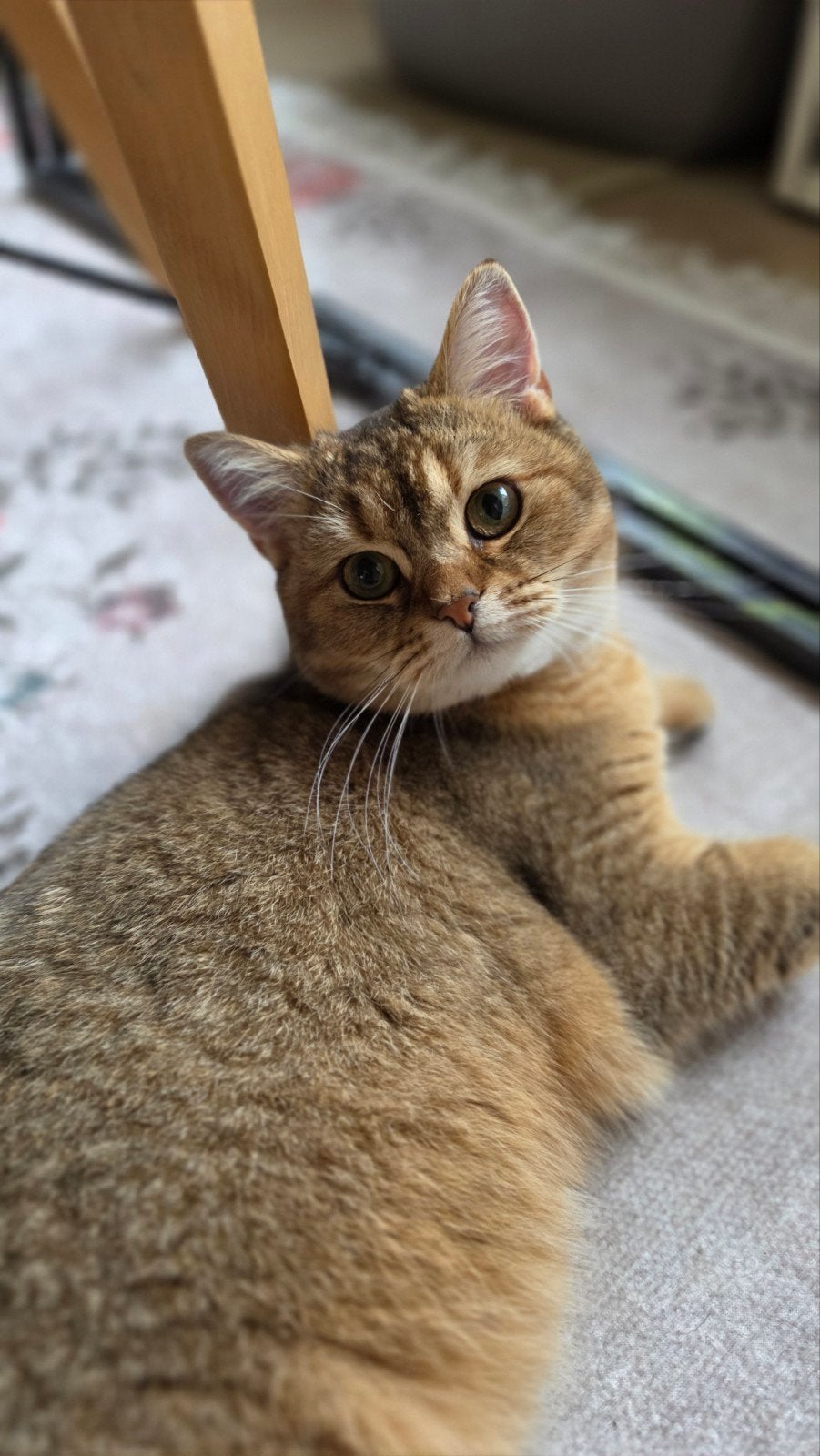 Britse korthaar, Poes, Gechipt, 0 tot 2 jaar