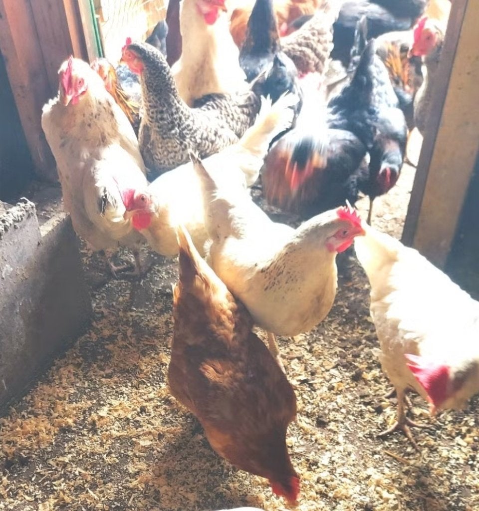 Poules pondeuses vacciné, Animaux & Accessoires, Femelle, Domestique
