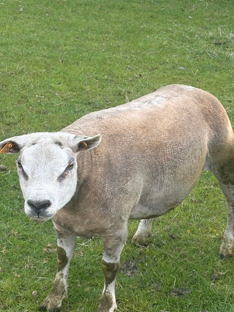 Te koop: Prachtige Franse Texel ram, Dieren en Toebehoren, Schapen, Geiten en Varkens, Mannelijk, Schaap, 0 tot 2 jaar