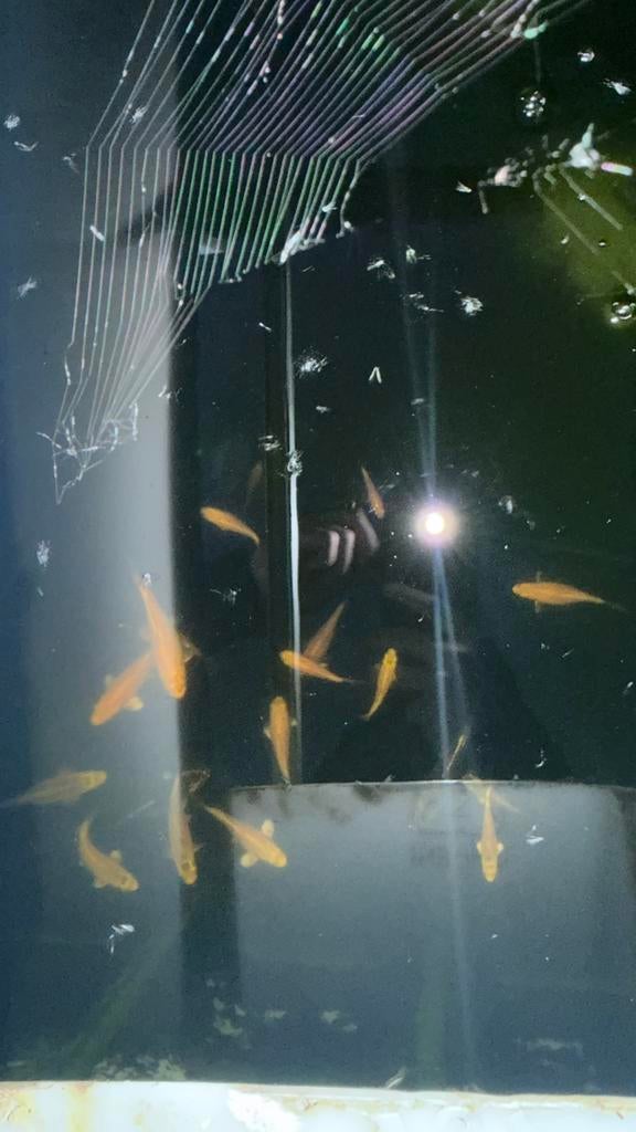 Koi’s te koop, Animaux & Accessoires, Poissons | Poissons d'étang, Carpe ou Koï