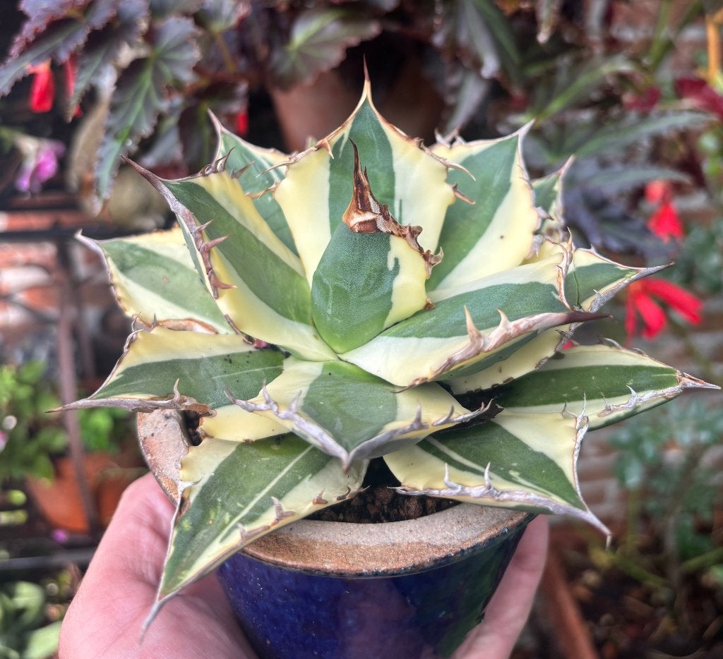 Agave titanota snaggletooth, Ophalen of Verzenden, Vaste plant, Overige soorten, Volle zon