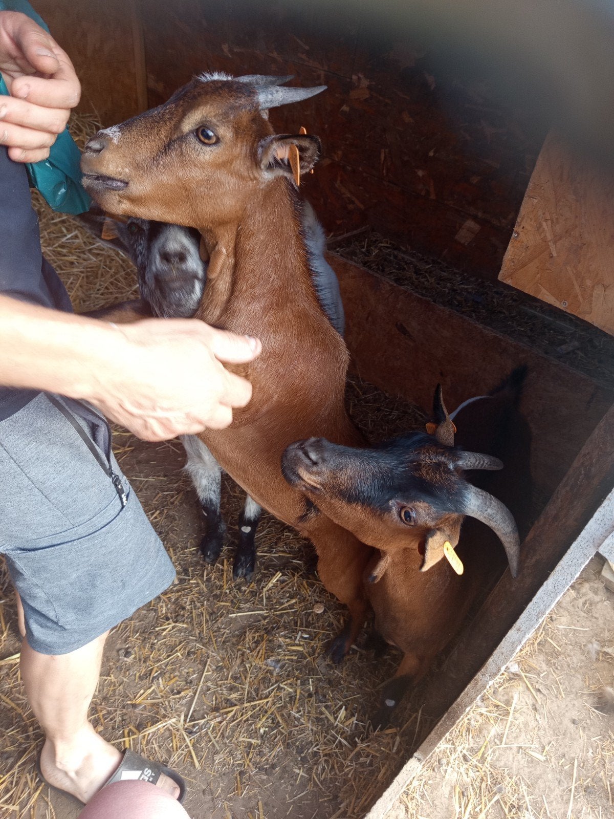 Chèvre naine apprivoisée, Animaux & Accessoires, Mars