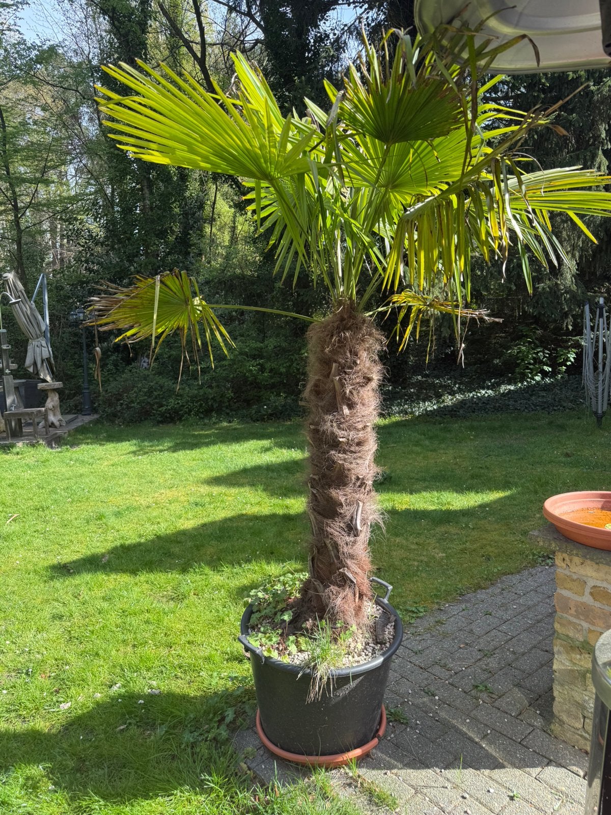 Te koop: Grote winterharde palmboom (Trachycarpus fortunei, Ophalen
