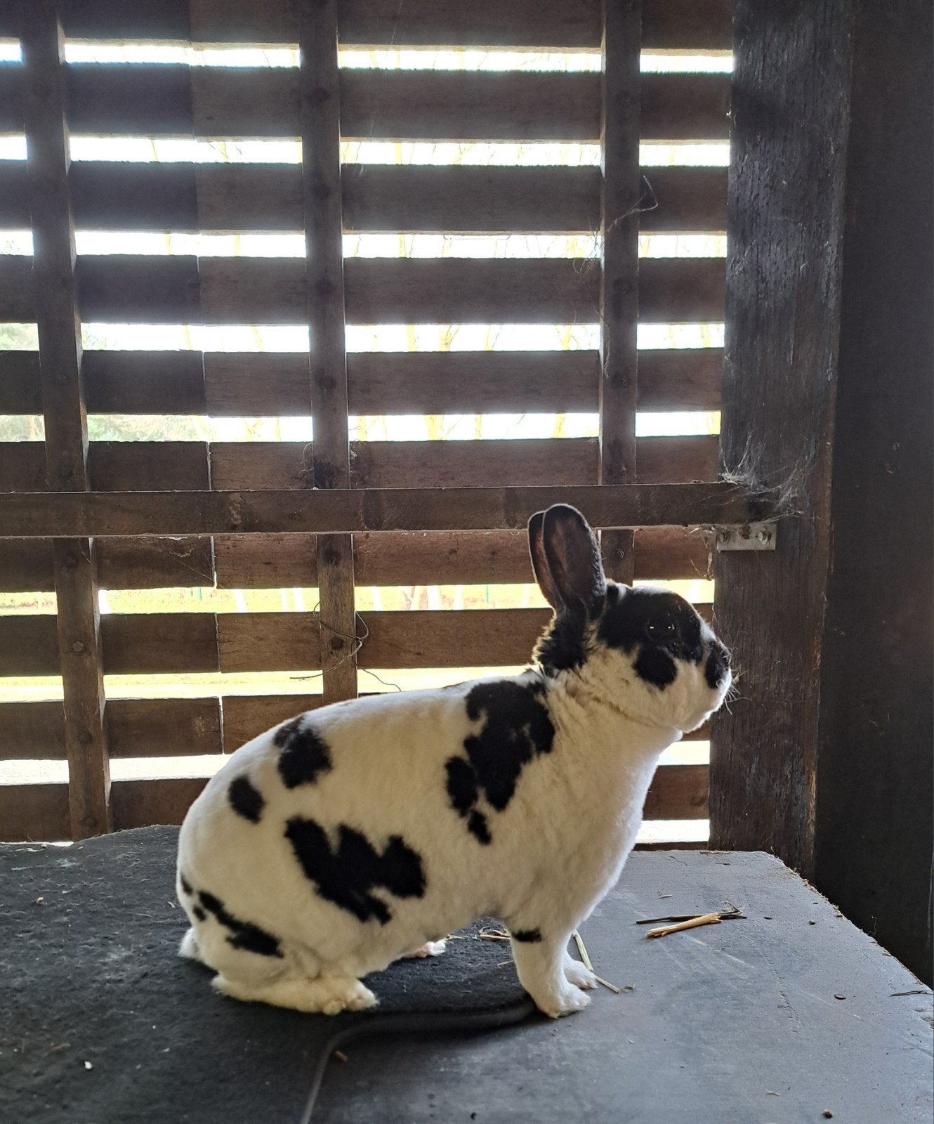 Rex Dwerg Dalmatiner rammetje, Animaux & Accessoires, Lapins, Nain, Mâle, 0 à 2 ans