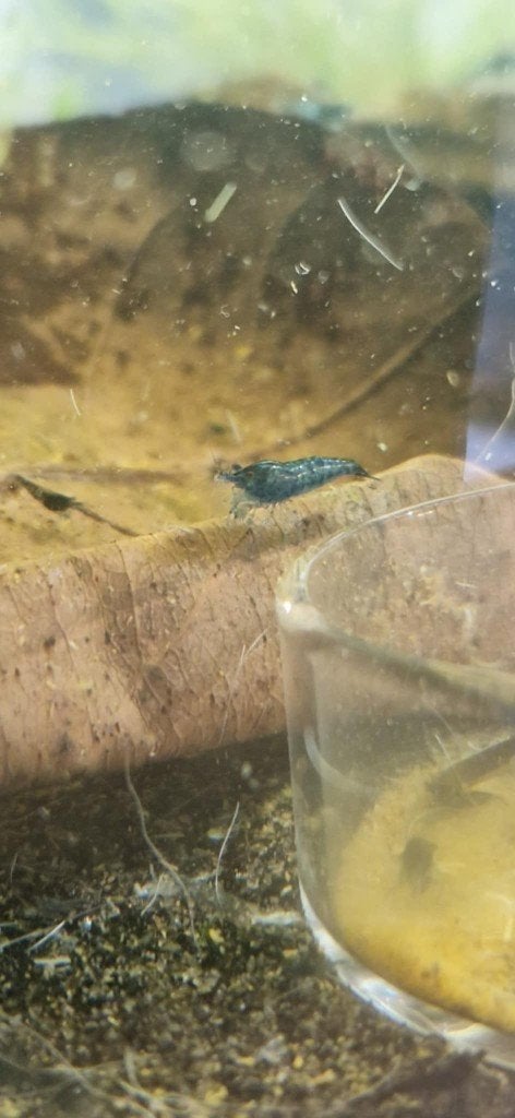 Blue Dream garnaal (Neocaridina), Dieren en Toebehoren