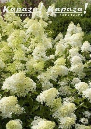 Hydrangea in soorten, Tuin en Terras, Ophalen, Struik