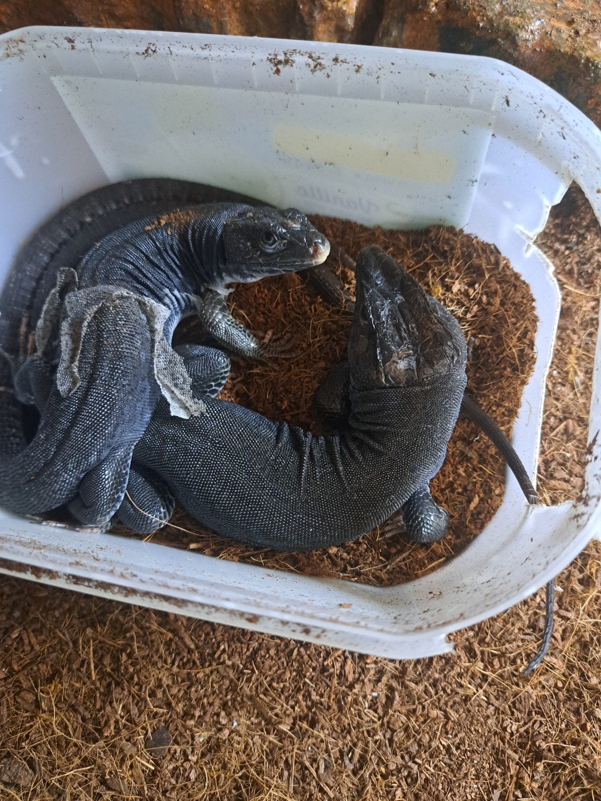 parelhagedis timon lepidus melanistic, Dieren en Toebehoren, Hagedis, Met terrarium, 0 tot 2 jaar