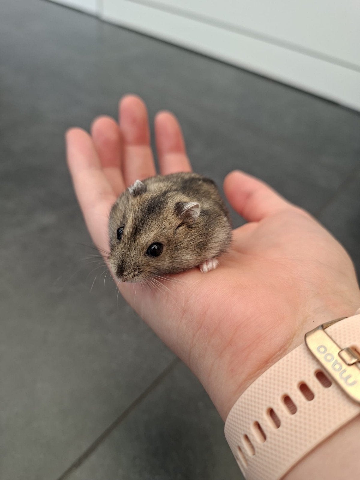 Jonge Russische dwerghamster, Hamster, Mâle, Domestique, Juillet