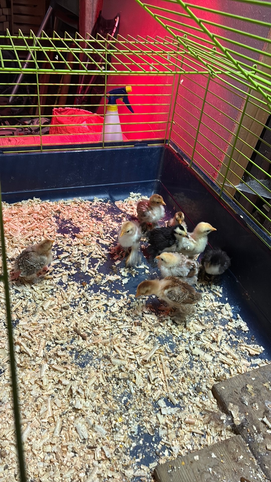 Cochin kuikens, Dieren en Toebehoren, Pluimvee, Geslacht onbekend, Kip