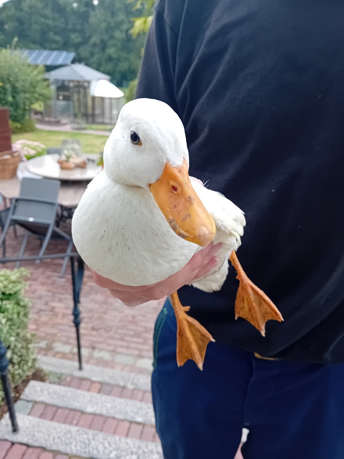 hollandse kwakers eenden, Dieren en Toebehoren