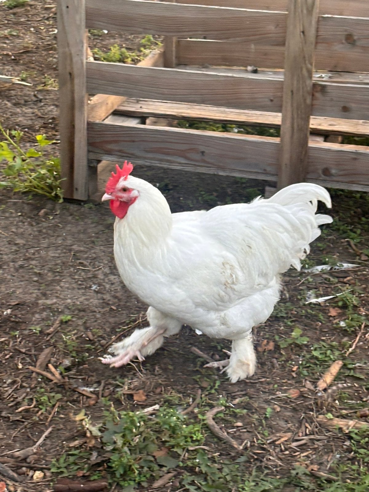 Mechelse Hoen wit Haan, Dieren en Toebehoren
