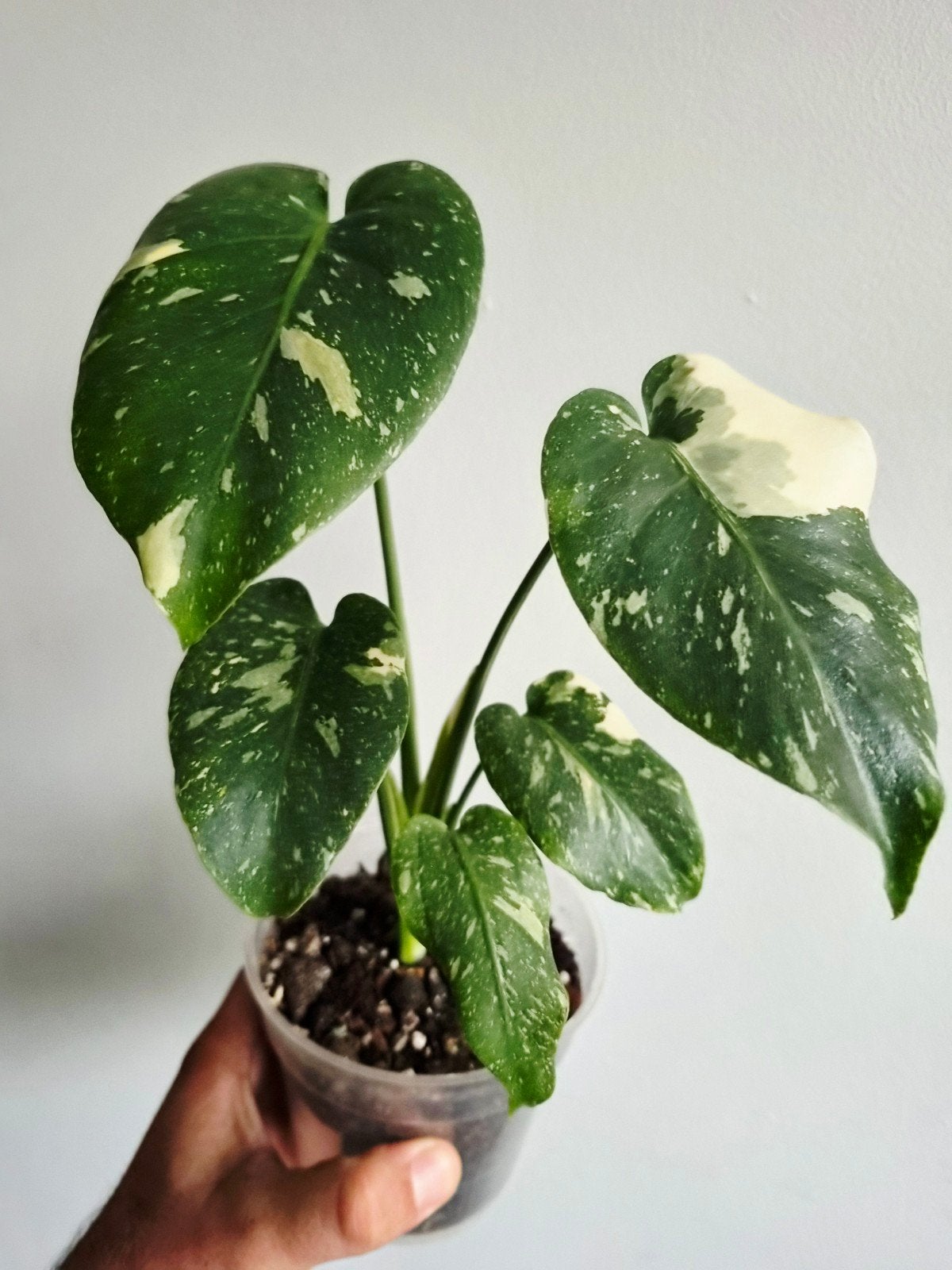 Monstera Thai'con mutation (narrow form), Autres espèces, En pot, Moins de 100 cm, Enlèvement
