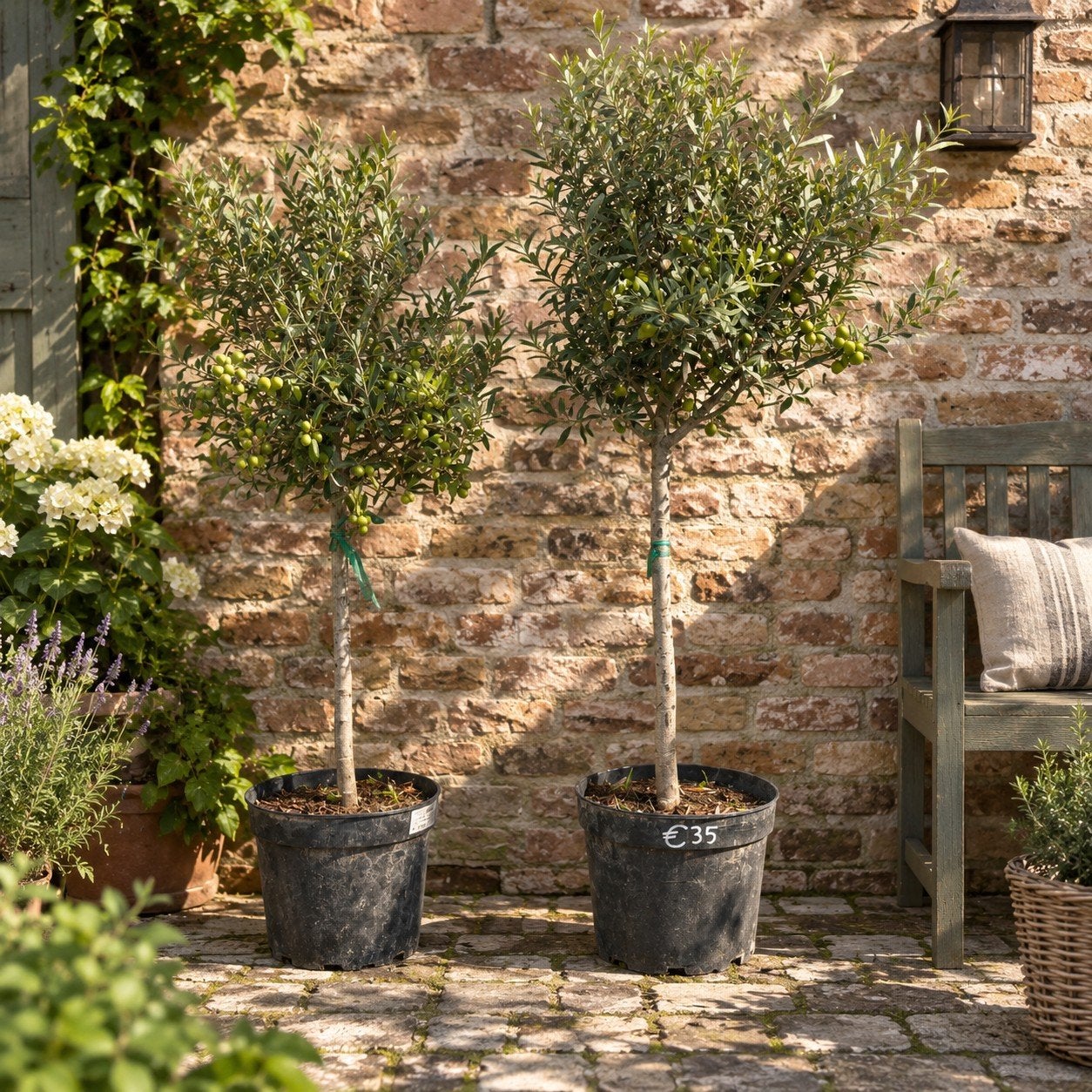 ‼️olijfbomen olea europaea aan stuntprijzen ‼️, Tuin en Terras, Ophalen
