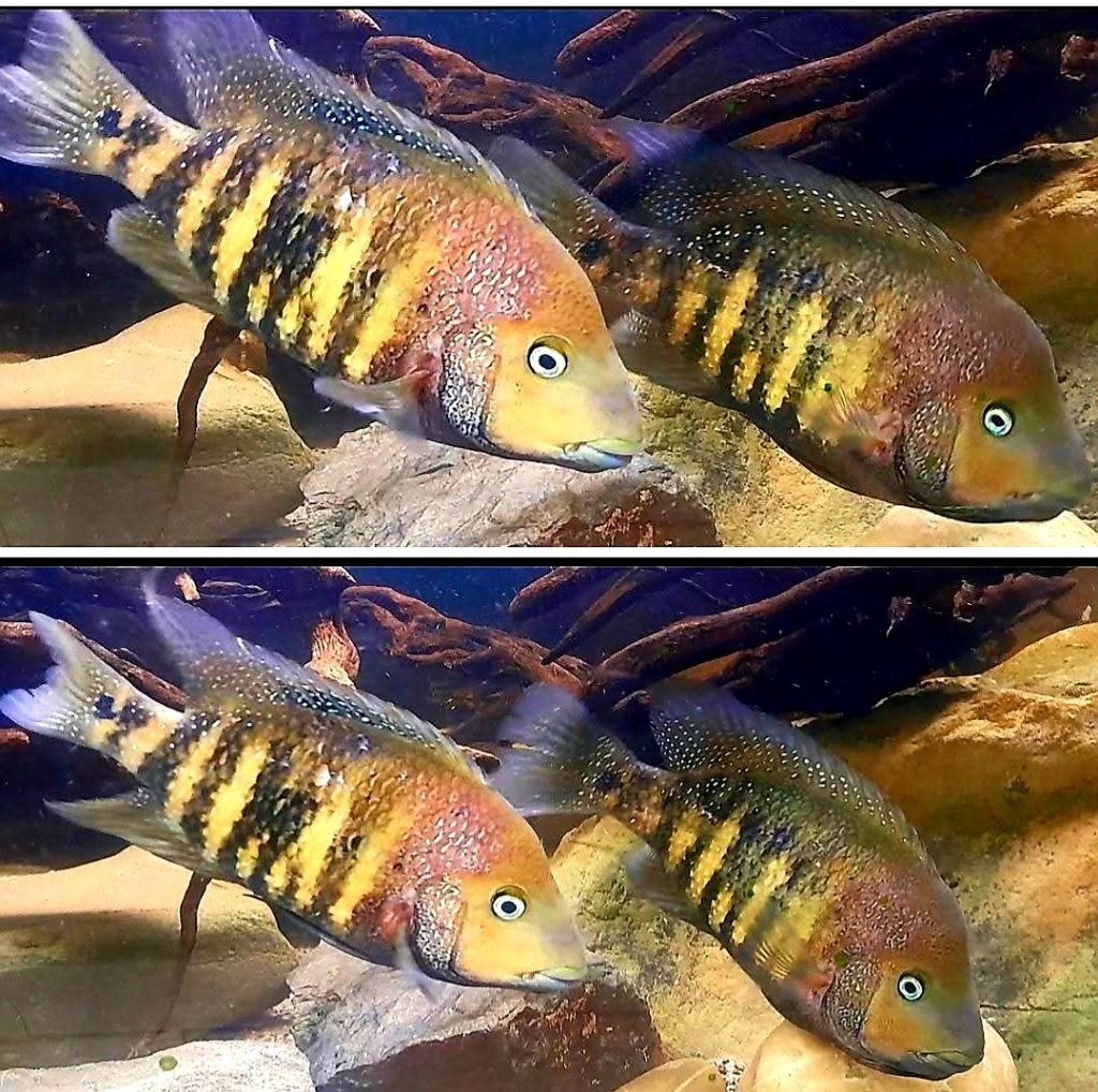 Zeldzame jonge cichliden, Dieren en Toebehoren, Vis, Zoetwatervis