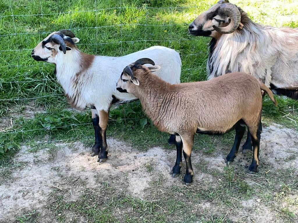 TOP Jonge kameroen schaapjes, Dieren en Toebehoren, Schapen, Geiten en Varkens