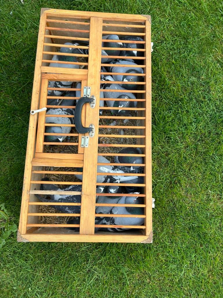 Duiven, Meerdere dieren, Postduif