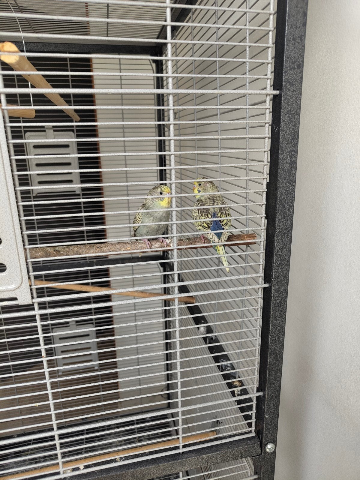 Parkieten jongen, Animaux & Accessoires, Oiseaux | Perruches & Perroquets