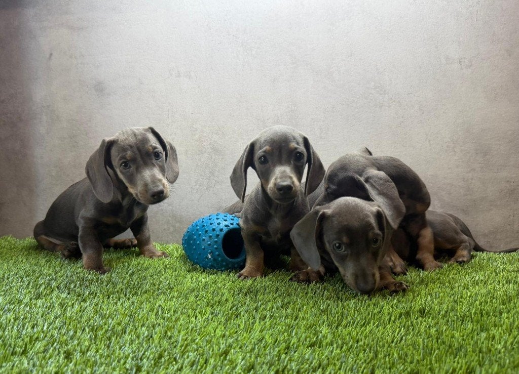 Dwerg Teckel / Dachshund pups, Dieren en Toebehoren, Parvo, België, Fokker | Hobbymatig, 8 tot 15 weken