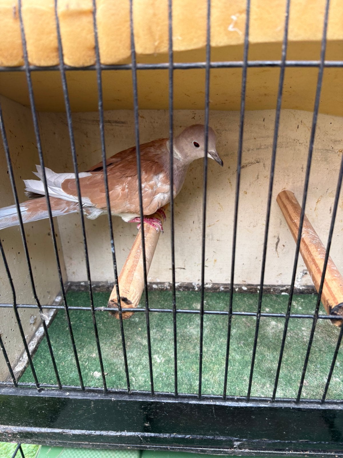 Lachduiven, Dieren en Toebehoren, Vogels | Duiven
