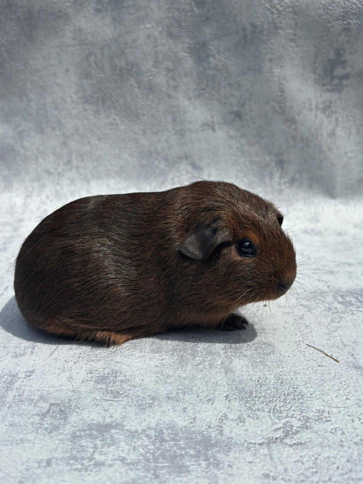 Cavia goudagouti vrouwtje, Cavia, Vrouwelijk, Mei, Tam
