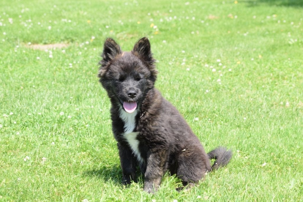 kruising pups Akita chow-chow Franse bulldog, Dieren en Toebehoren, Honden | Niet-rashonden, België, 15 weken tot 1 jaar, Teef