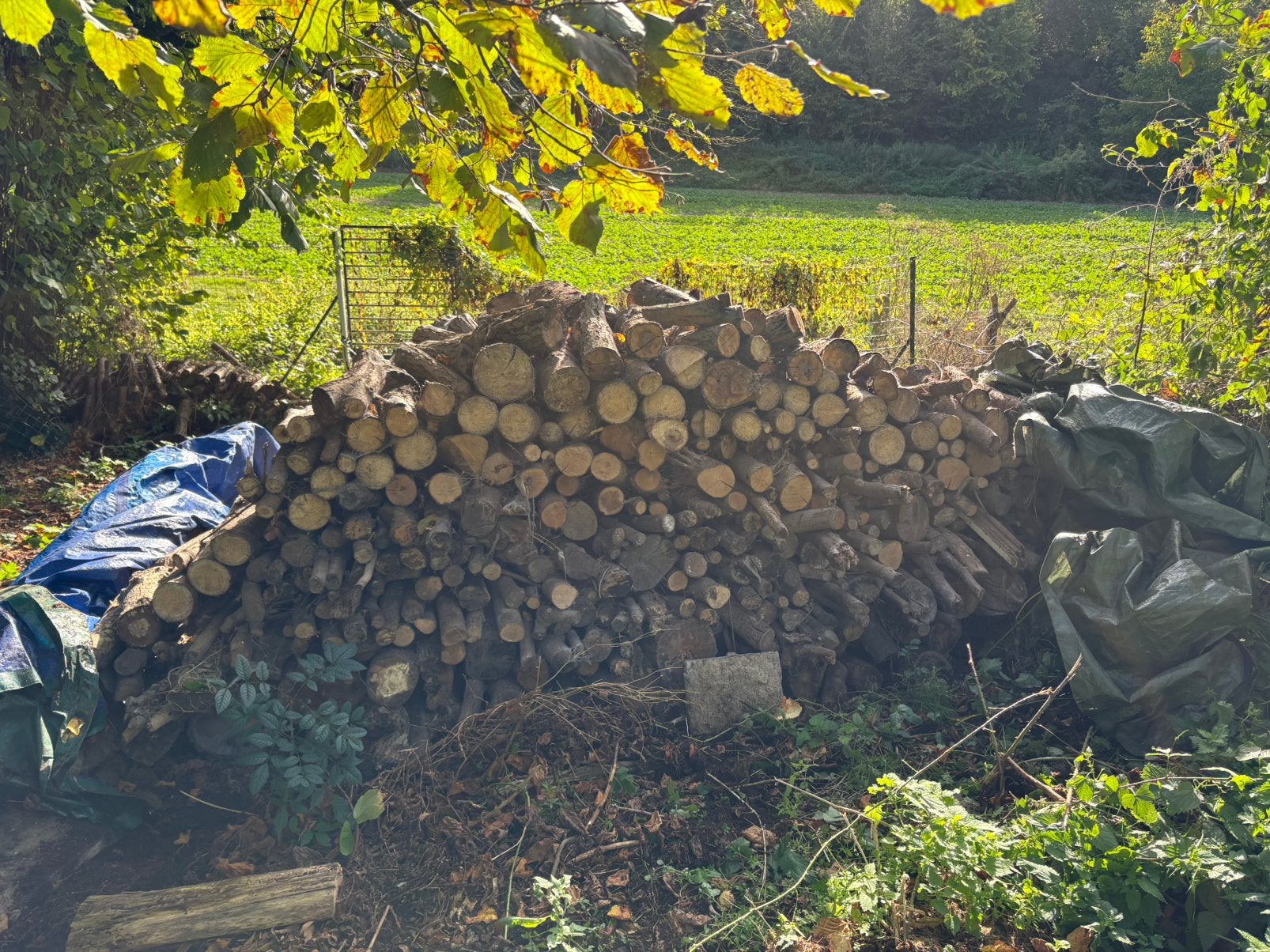 Bois coupés, Jardin & Terrasse, Enlèvement, Autres essences de bois, Bûches