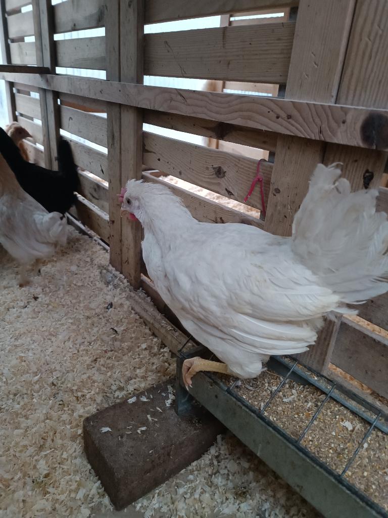 Les 35 derniers marans et cream legbar 5 mois 0499/082381, Femelle, Poule ou poulet