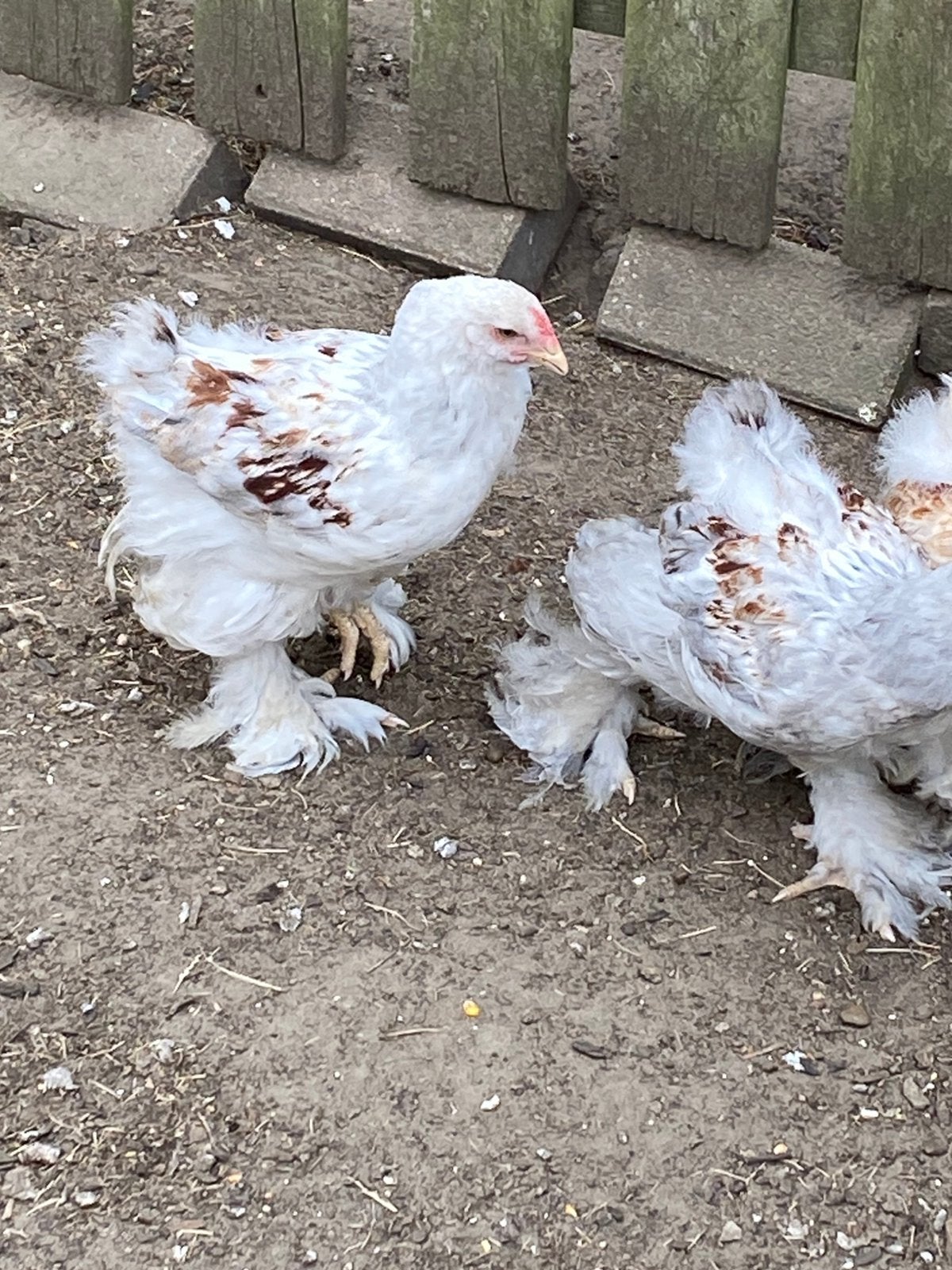 Brahma zalm haantjes, Dieren en Toebehoren