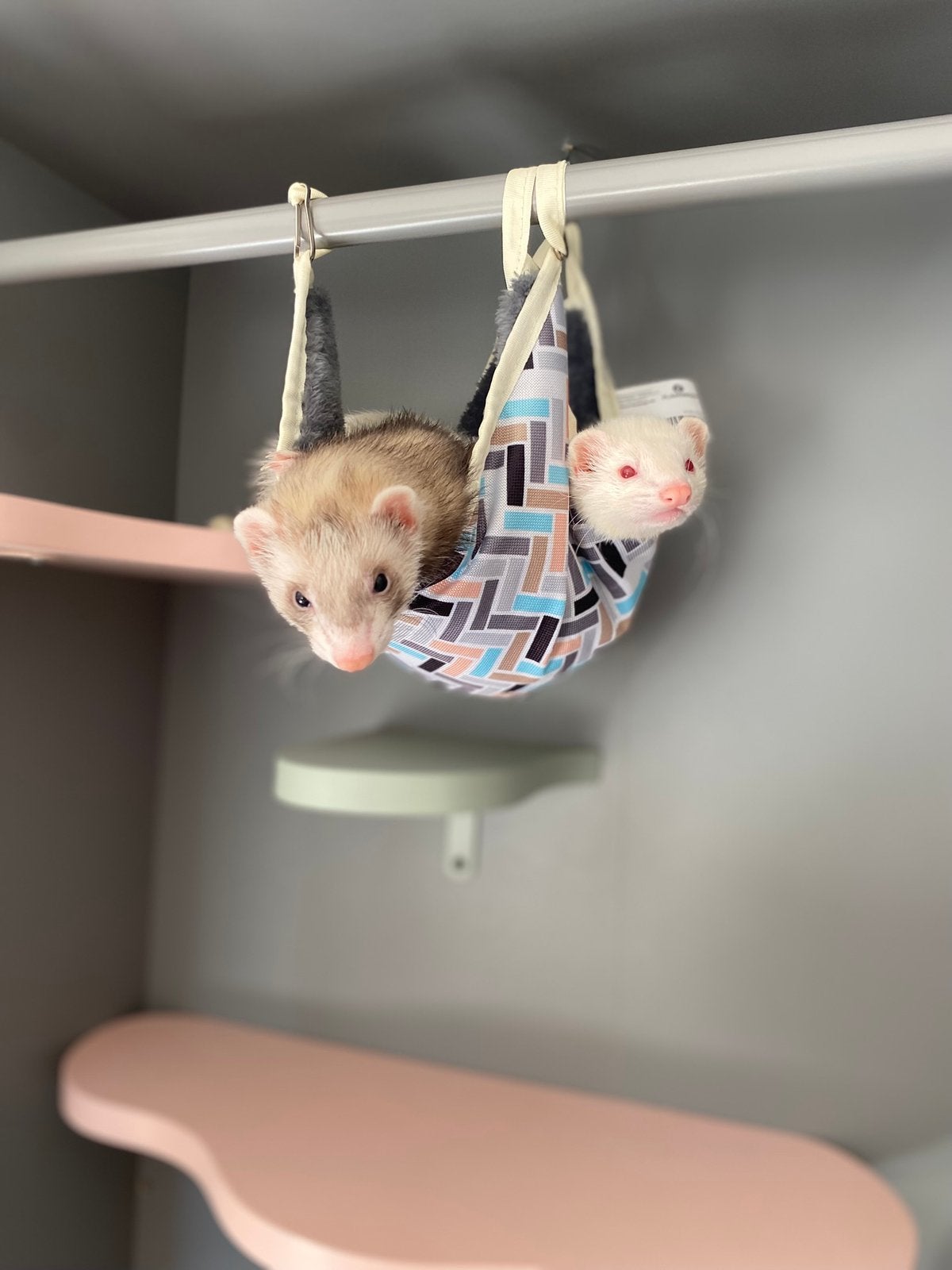 2 vrouwelijke fretten te koop, Furet, Mars, Domestique, Femelle
