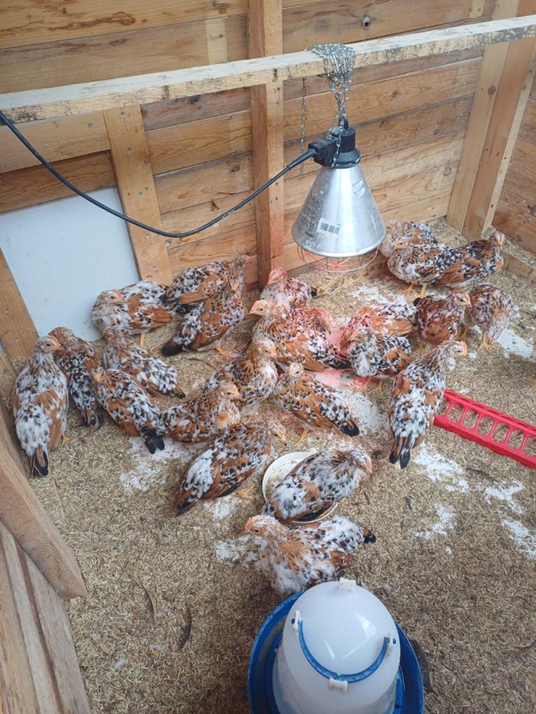 Jonge haantjes leghorn porselein