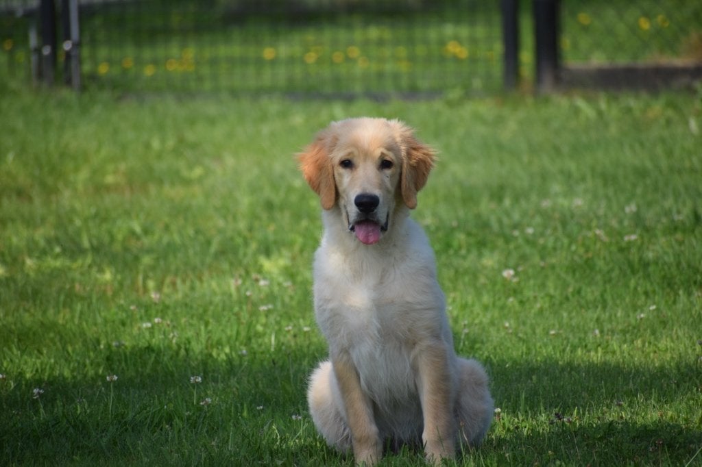 Golden retriever pups laatste beschikbaar, Dieren en Toebehoren, Golden retriever, België, 15 weken tot 1 jaar, Reu