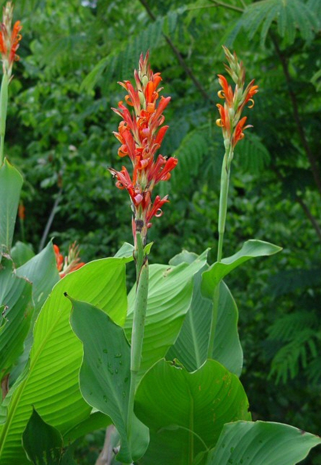 Canna, Tuin en Terras, Ophalen