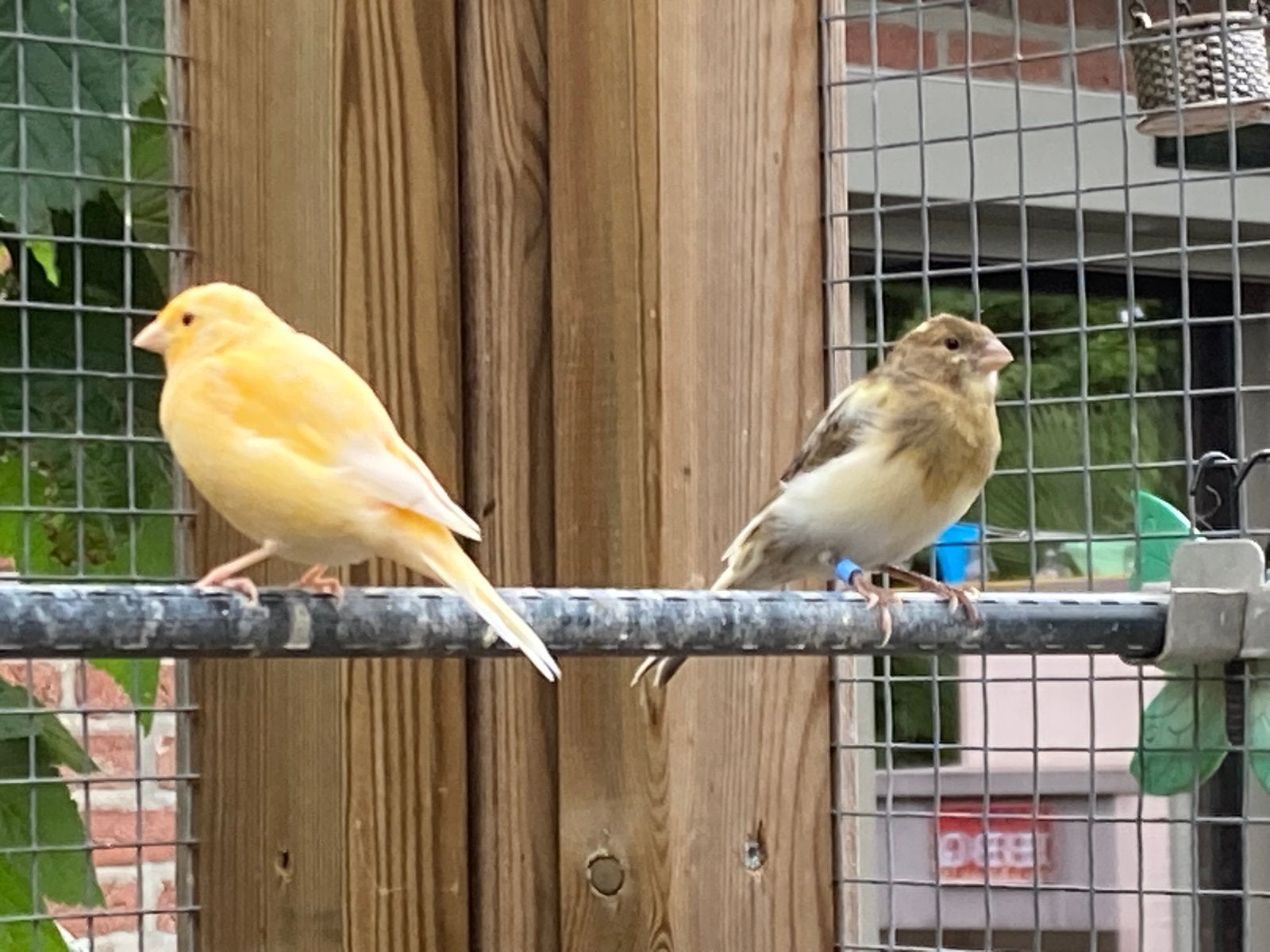 Kanaries die weg mogen, Dieren en Toebehoren