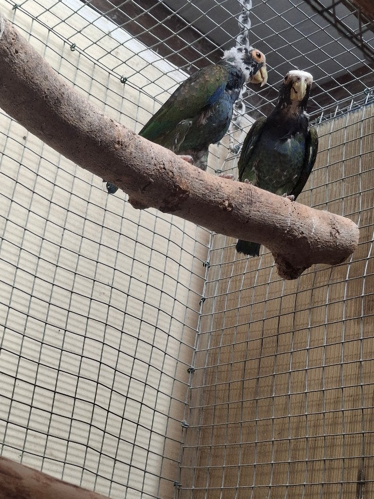 pionus  senilis, Meerdere dieren, Papegaai, Geringd