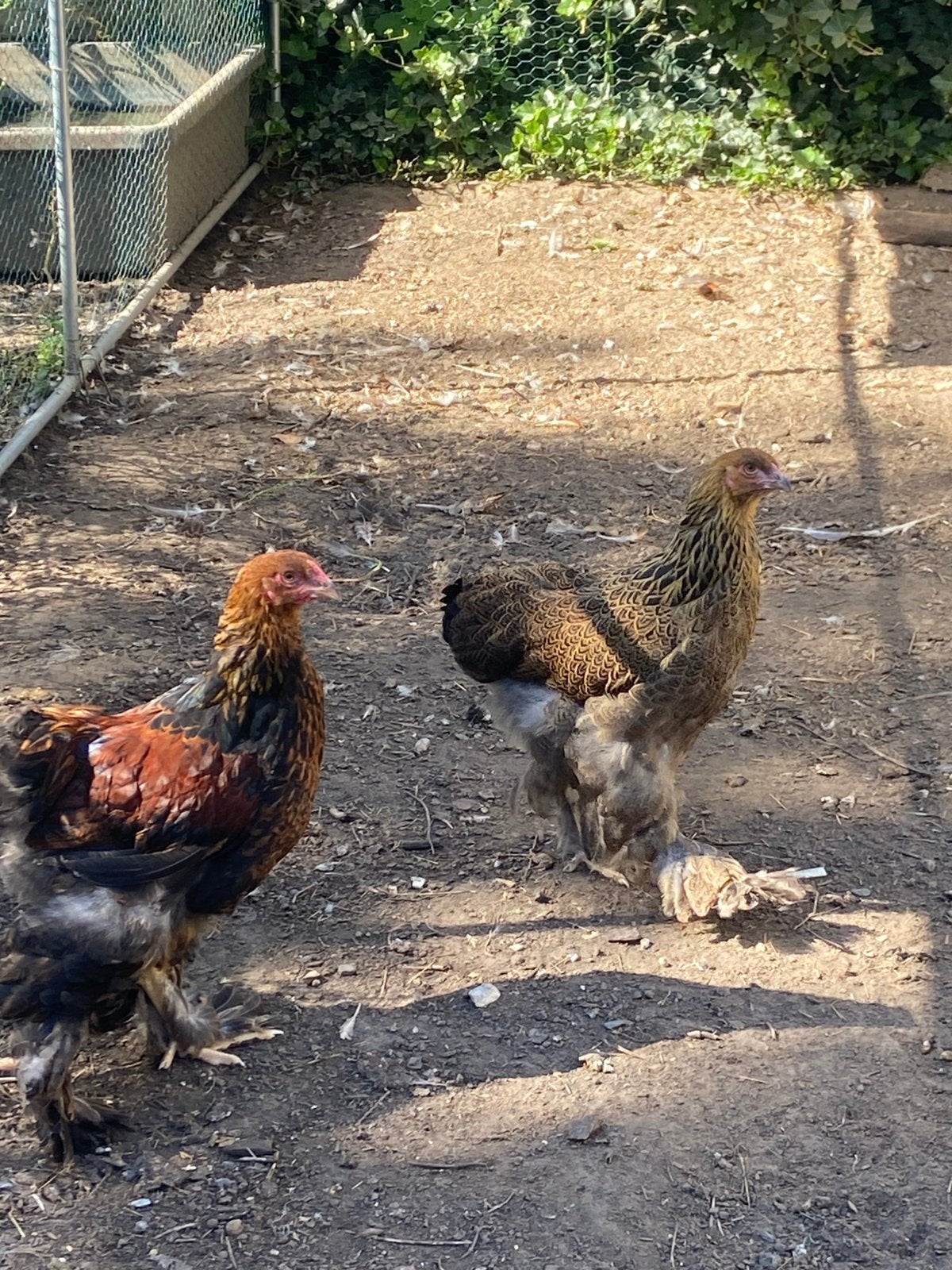 Brahma goudpatrijs, Dieren en Toebehoren, Meerdere dieren, Kip