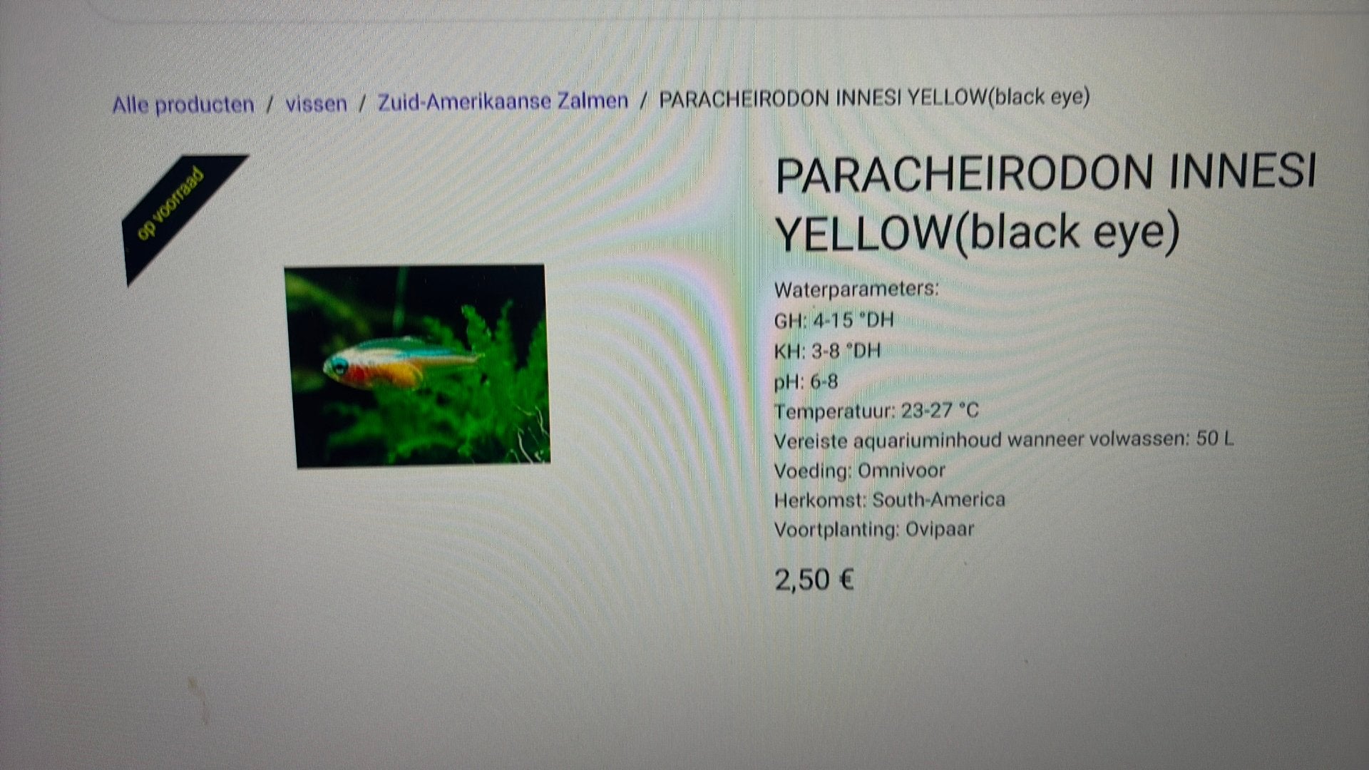 Paracheirodon innesi yellow, Dieren en Toebehoren, Vis, Zoetwatervis, Schoolvis