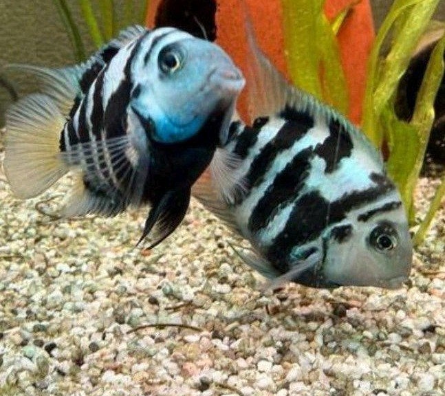 Blue Polar ciclidden
