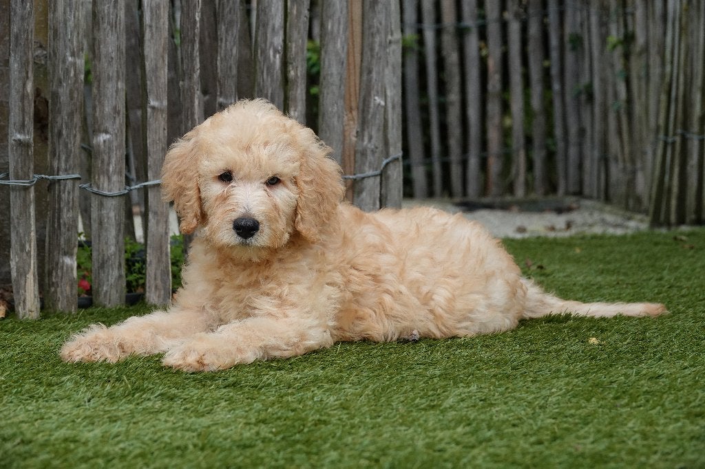 Prachtige Medium Labradoodle pups; Abrikoos & abrikoos/rood, België, Overige rassen, CDV (hondenziekte), 8 tot 15 weken