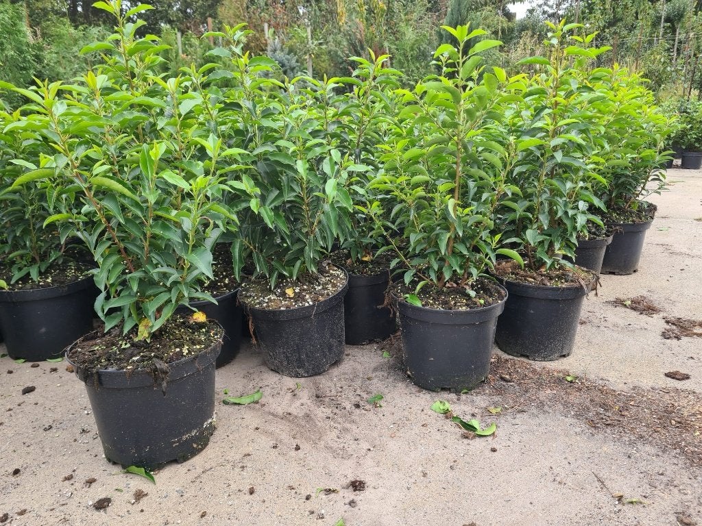 Portugese laurier haagplanten ca. 50 cm, Enlèvement ou Envoi, Laurier, Haie, Moins de 100 cm