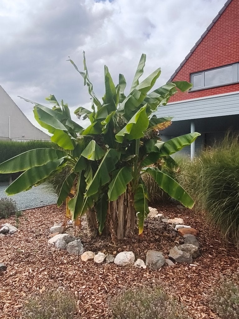 Bananenplant, Tuin en Terras, Planten | Tuinplanten, Ophalen, Volle zon, Vaste plant, Zomer
