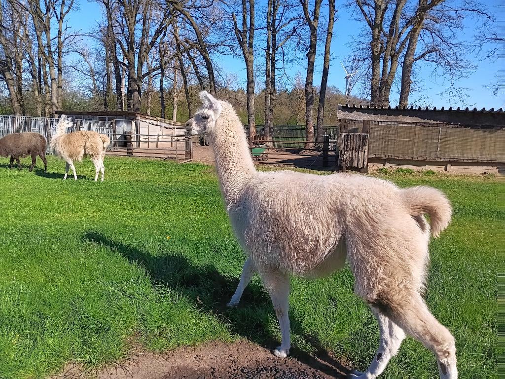 jong lama  koppel, Dieren en Toebehoren, Juni