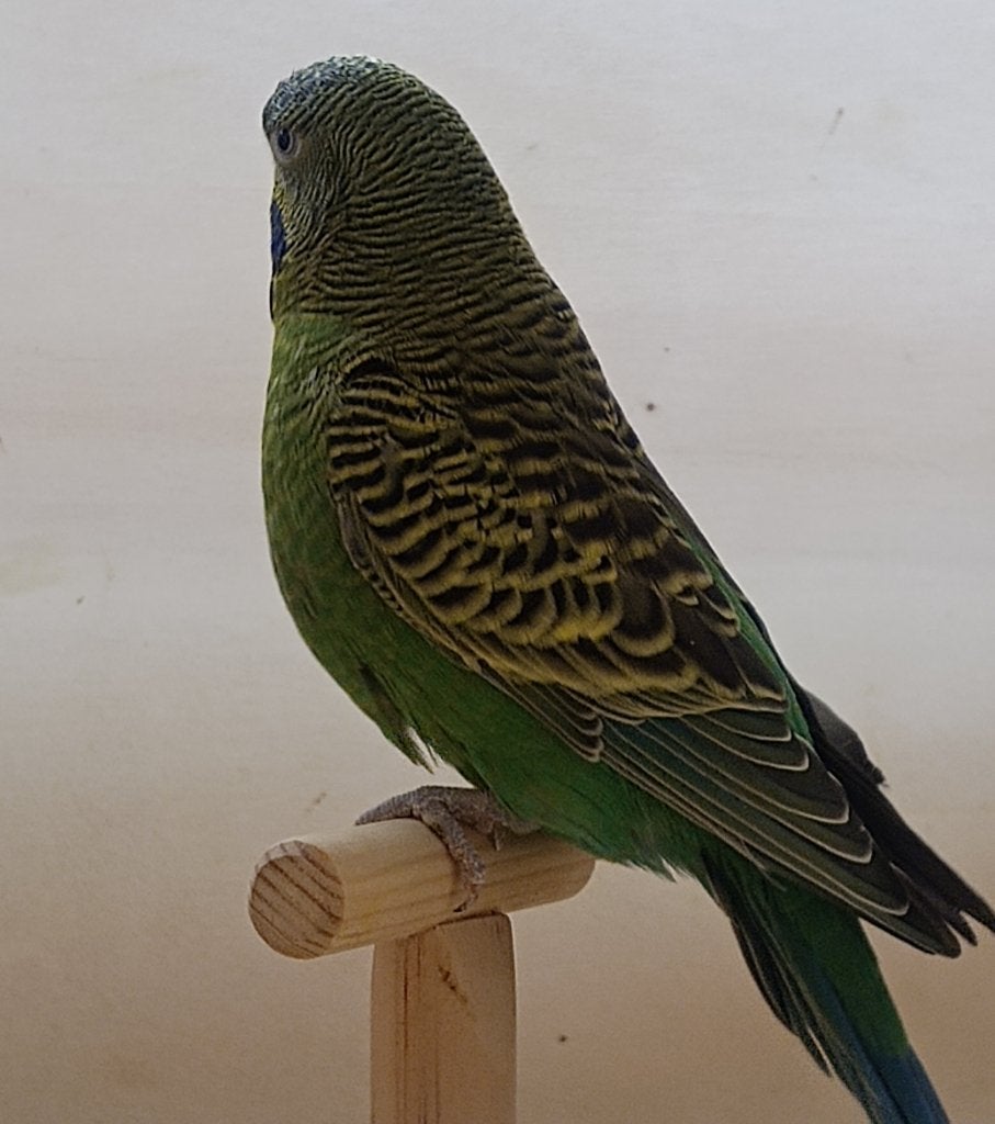 groene blackface grasparkieten, Dieren en Toebehoren, Meerdere dieren, Parkiet, Geringd